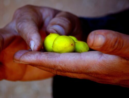 L’huile d’argan : l’Or vert de notre royaume