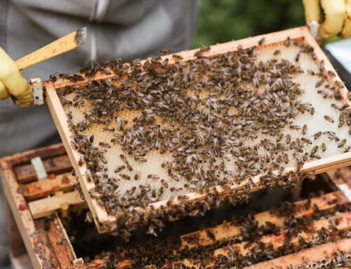 La récolte du Miel, un savoir-faire ancestral